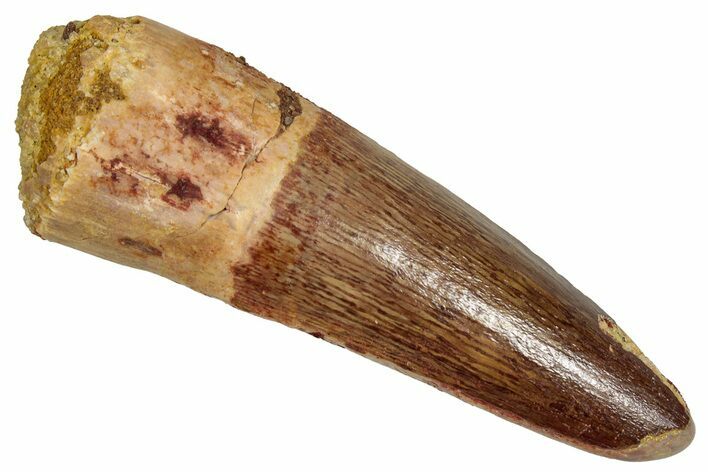 Fossil Spinosaurus Tooth - Beautiful Enamel #356810